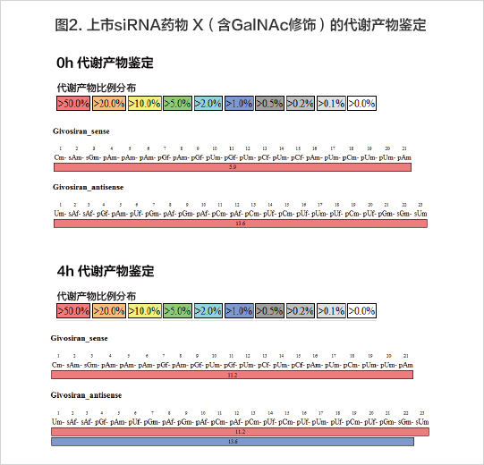 星空体彩app官方稳定性检测修饰siRNA代谢产物分析